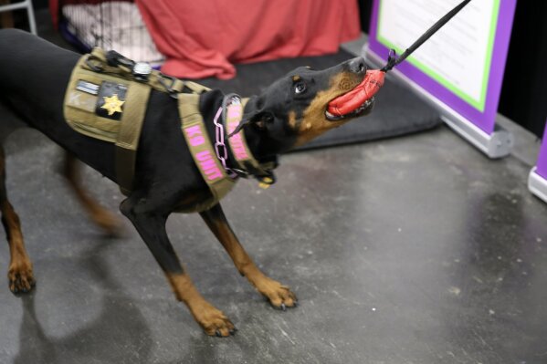 American kennel hotsell club dog harness